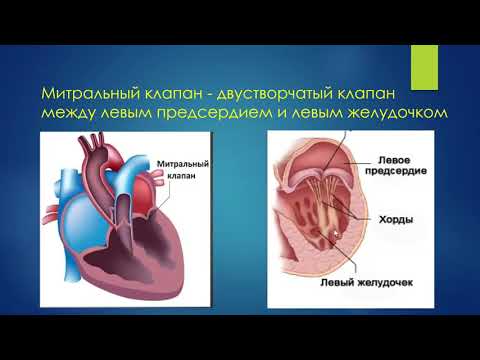 Видео: УЗД приобретенных пороков МК Ерошенко О Л
