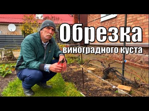 Видео: Формировка виноградного куста на одноплоскостной шпалере / Обрезка винограда