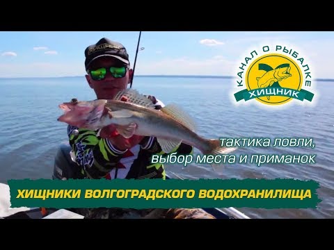 Видео: Хищники Волгоградского водохранилища