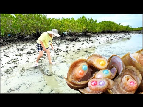 Видео: Ловить моллюсков и жемчуг, это действительно место, полное богатств.