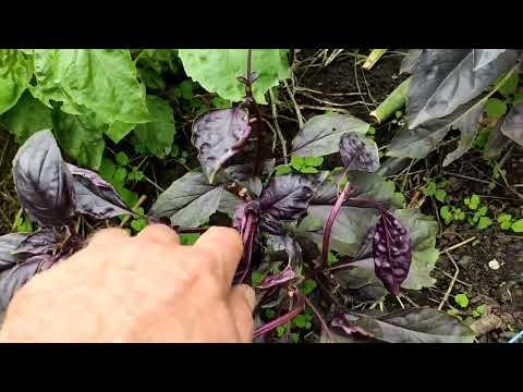 Видео: Супер УРОЖАЙ базилика!!! Как правильно собрать. Базилик для заморозки в зиму. Слизни везде!