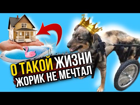 Видео: Из АДА в особняк с бассейном | Спасение пёсика Жорика, или инвалидность счастью не помеха
