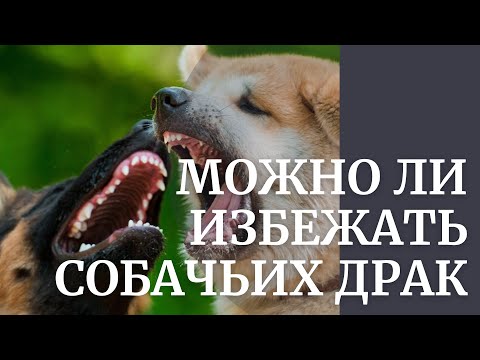 Видео: Можно ли избежать собачьих драк
