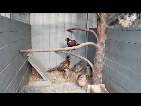 Видео: Фазаны//Охотничьи фазаны//Сколько несут яиц за день//10 мая 2022 год