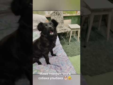 Видео: Миюша после приюта🐕