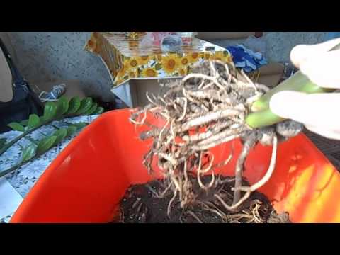 Видео: Замиокулькас  С ним что то происходит.