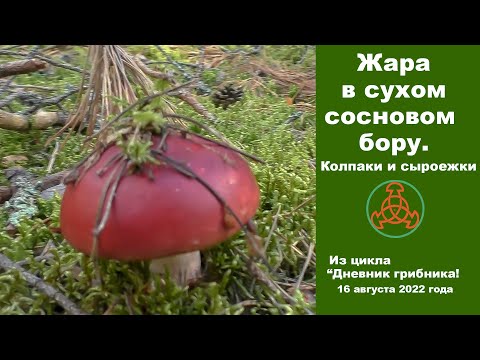 Видео: Жара в сухом сосновом бору! Колпаки и сыроежки. Дневник грибника 16 августа 2022 года.