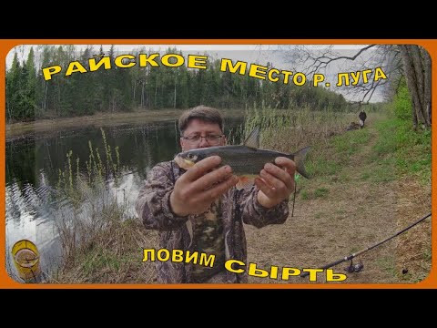 Видео: РАЙСКОЕ МЕСТО  НА  р.ЛУГА . ЛОВИМ СЫРТЬ ВИМБУ .ФИЛЬМ -1