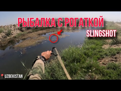 Видео: ОХОТА С РОГАТКОЙ В УЗБЕКИСТАНЕ/ ROGATKA BILAN BALIQ OVI O’ZBEKISTONDA