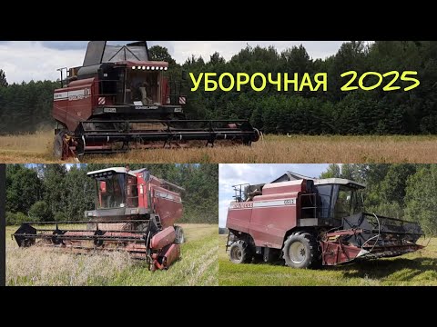 Видео: Уборка зерновых 2025