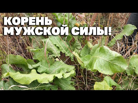 Видео: КОРЕНЬ ХРЕНА ПОЛЬЗА И ВРЕД ЗДОРОВЬЮ ?ХРЕНОДЕР ЗАЩИТА ОТ РАКА@obovsemsmarusya