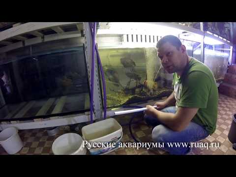 Видео: Манагуанская цихлазома нерест