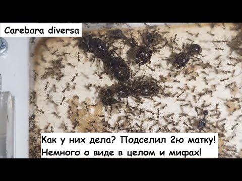 Видео: Сarebara diversa macro. Подселил 2ю матку!  Как у них дела?