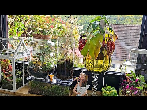 Видео: Комнатные растения ОБЗОР #plants #top #garden #обзор #