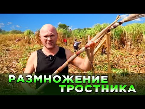 Видео: Тростник - размножение.