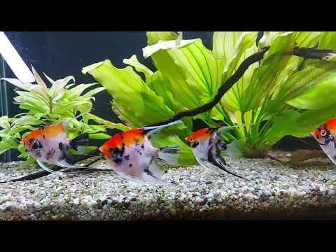 Видео: Подбираю скалярий для формирования пары и нереста.