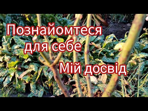 Видео: Троянди зі Зеленого магазину🌹Мій кількарічний досвід