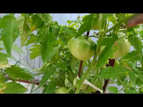 Видео: Лучшие семейные сорта томатов  С любовью из поколения в поколение  3 часть