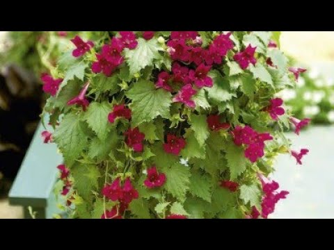 Видео: ЛОФОС(Вьющаяся глоксиния).СУПЕР ЛИАНА.ОБЗОР ВЗРОСЛОГО РАСТЕНИЯ.2022