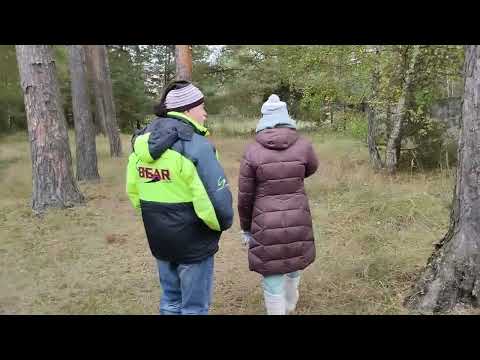 Видео: Дача, лес и мы остались без грибов