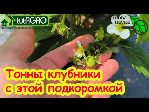 Видео: НАШУМЕВШАЯ ПОДКОРМКА НА ЯГОДЫ: ДАЖЕ ХИЛЫЕ КУСТЫ ЗАВАЛЯТ УРОЖАЕМ! Подкормка клубники на урожай.