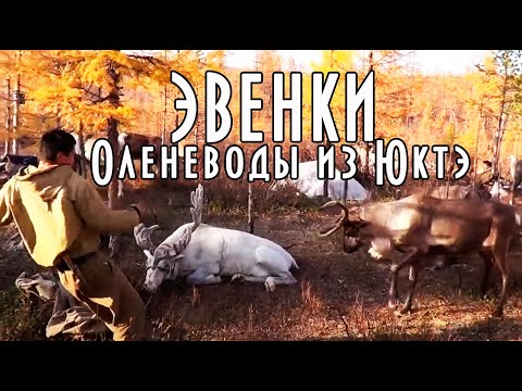 Видео: ЭВЕНКИ. ОЛЕНЕВОДЫ ИЗ "ЮКТЭ".  Фильм Дмитрия Кремнёва