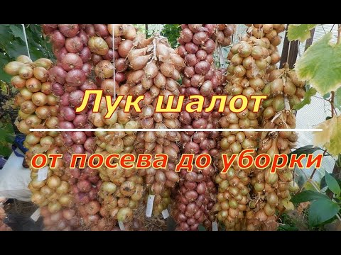 Видео: Лук-шалот. От посадки до уборки