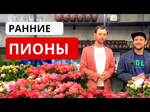 Видео: СРАВНЕНИЕ СОРТОВ ПИОНОВ. Особенности, закупка, хранение, цена РАННИХ ПИОНОВ. Советы флориста.