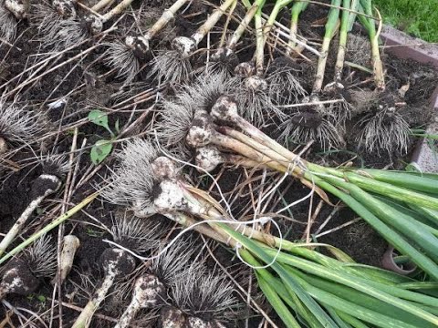Видео: Чеснок - уборка урожая.