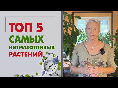 Видео: Топ 5 самых неприхотливых растений для дома