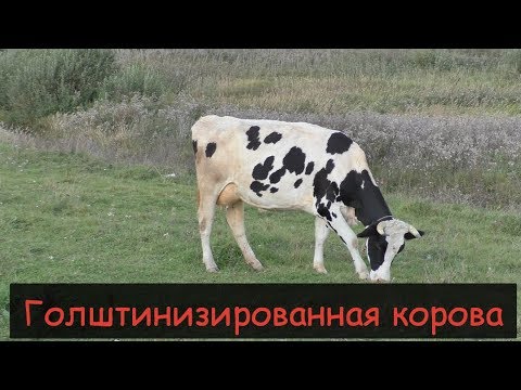Видео: ГОЛШТИНИЗИРОВАННАЯ МОЛОЧНАЯ КОРОВА/Достоинства и недостатки/