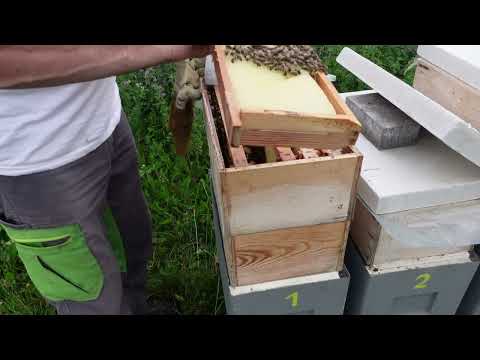 Видео: развитие отводков в шестирамочниках.часть 8 спасаю пчел от голода