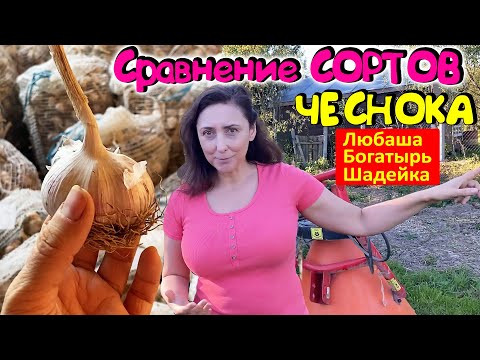 Видео: Сравнение 3-х сортов чеснока - Богатырь, Любаша и Шадейка