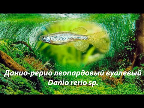 Видео: Данио-рерио леопардовый вуалевый / Danio rerio sp. #Daniorerio #даниолеопард