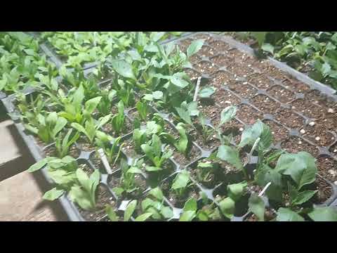 Видео: укоренение георгина