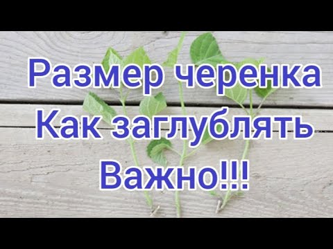 Видео: Сколько почек у черенка и как заглублять? 🌱 Укореняю и показываю для новичков.