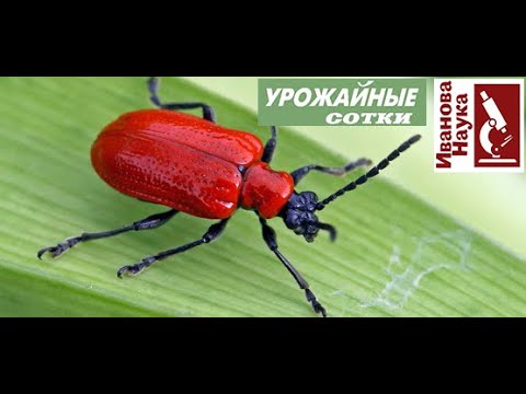 Видео: Побороть этого КРАСАВЦА нужно именно так. Иначе он СОЖРЕТ и цветник, и огород!