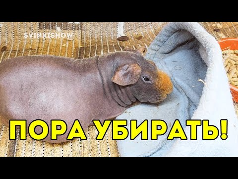 Видео: СТИРАЮ ЛЕЖАНКИ МОРСКИХ СВИНОК. Уборка у питомцев. SvinkiShow