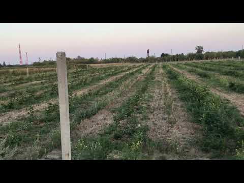 Видео: Сколько стоит посадить гектар ежевики 2 часть.