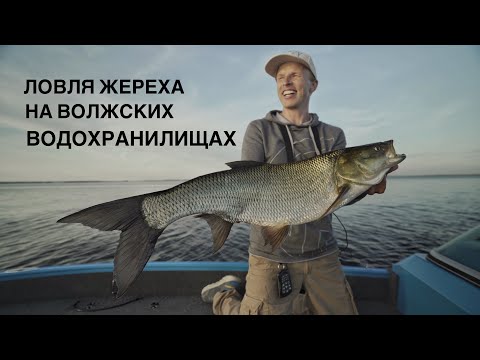 Видео: Трофейный жерех на Волгоградском водохранилище