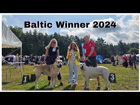 Видео: Baltic Winner 2024 | Ринг среднеозиатской овчарки