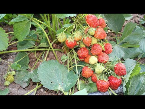 Видео: Хелатные удобрения – лучшие витамины для растений
