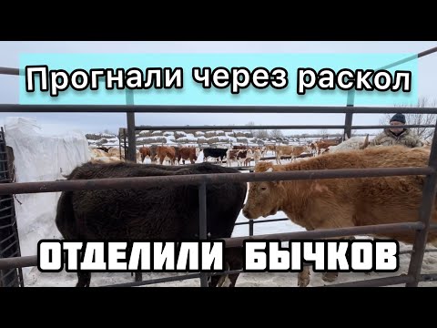 Видео: Отделили бычков от матерей