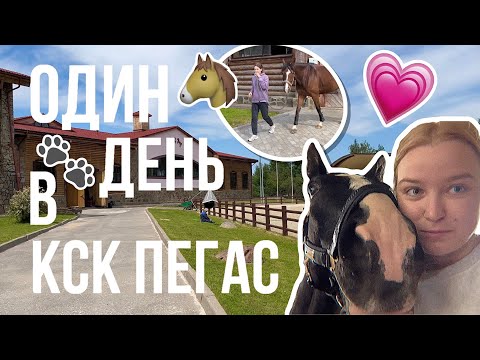 Видео: как проходит день коновода | экскурсия по КСК Пегас