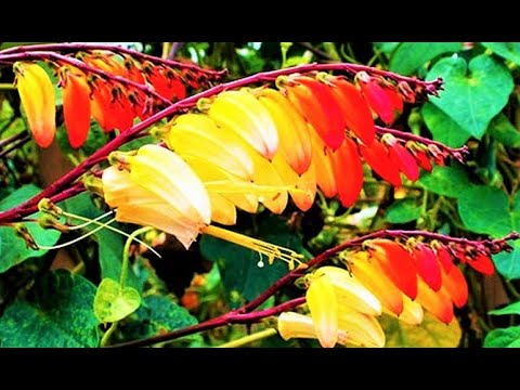 Видео: Садовые Лианы с НЕУДЕРЖИМЫМ РОСТОМ и БУЙСТВОМ ЯРКИХ СОЦВЕТИЙ до МОРОЗОВ