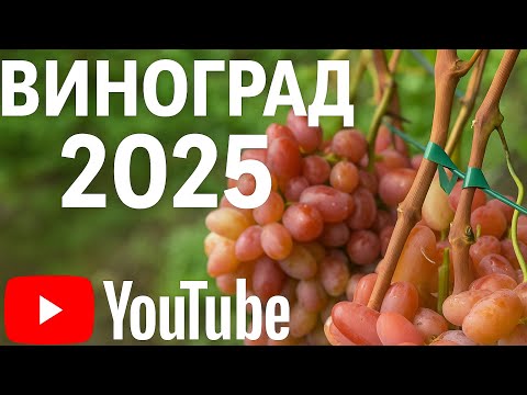 Видео: Виноград 2025: Сорти, які не прижились та новинки.