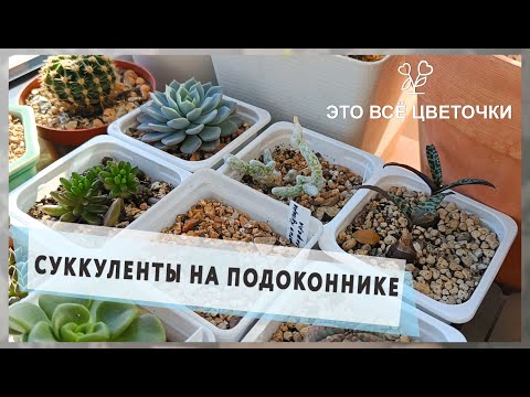 Видео: Суккуленты на подоконнике