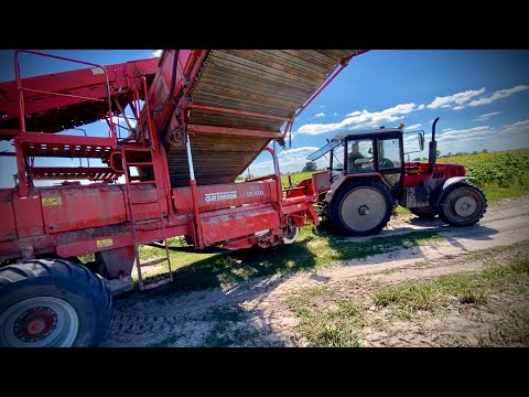 Видео: ❌Картопля 2023 ТАКОГО УРОЖАЮ МИ НЕОЧІКУВАЛИ⁉️❌