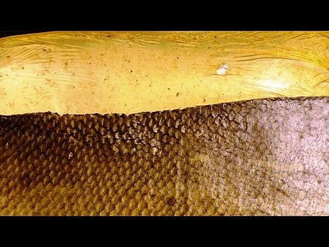 Видео: Клей из рыбьей кожи для склеивания изделий из выделанной кожи рыб