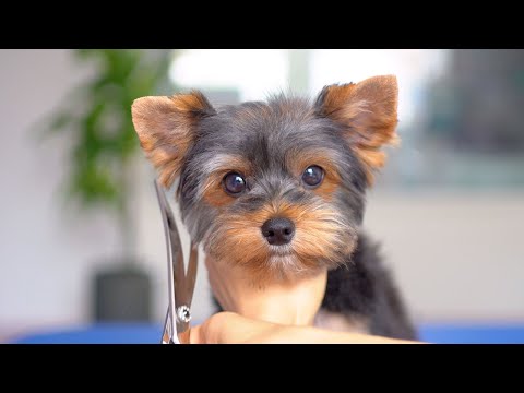 Видео: Счастье подстричь очаровательного щенка йоркширского терьера!✂️❤️🐶